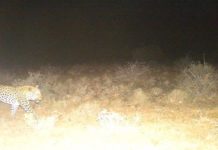 Leopard caught on camera trap in Karoo National Park Karoo National Park