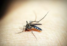 Netcare Travel Clinics issues Malaria warning