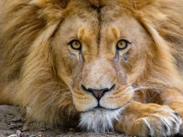 Samara Private Game Reserve