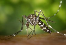 Zambia is Zika free Zambia Zika
