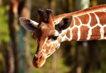 Rwanda to open a new eco-tourism park in 2020 Eco-park