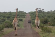 Kruger National Park received over 190 000 visitors for the festive season Kruger Park visitors