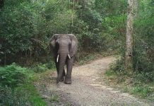Research confirms female elephant in the Knysna forest Knysna elephant