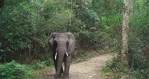 Research confirms female elephant in the Knysna forest Knysna elephant