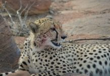 Samara Private Game Reserve’s cheetah swap boosts cheetah metapopulation Cheetah swap
