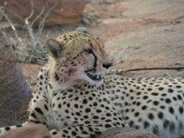 Cheetah swap