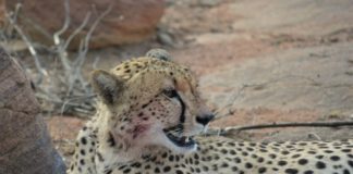 Samara Private Game Reserve’s cheetah swap boosts cheetah metapopulation Cheetah swap