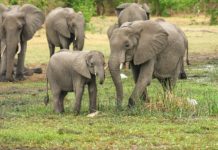 Botswana says lift on hunting ban not yet final Elephant Hunting