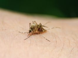 Yellow Fever Vaccine