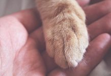 SATSA launches Online Public Consultation on Animal Interaction in the tourism industry Animal Interaction