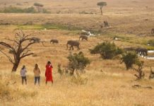 Guided Walking Safaris temporarily suspended in Lewa Wildlife Conservancy until further notice Elewana Conservancy