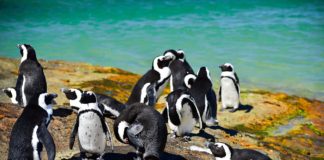 Research Project of African Penguins commences at Boulders Penguin Colony African Penguins