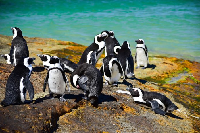 African Penguins