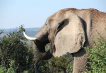 Botswana lifts ban on Elephant hunting African Elephant