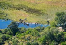 Wilderness Safaris introduces scenic helicopter flights in the Linyanti Helicopter Flights