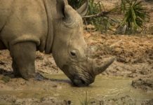 Wilderness Wildlife Trust helps fund vital Botswana Rhino Conservation Operation Wilderness Wildlife Trust