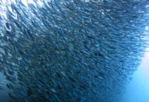 All of a “Sardine”, the shoals have reached KZN