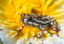 Wilderness Safaris Botswana launches Biomonitoring Programme Biomonitoring