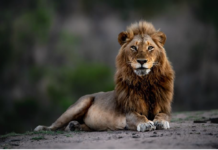 Lionscape Coalition a winner at PURE Life Experiences for Conservation and Sustainability Lionscape