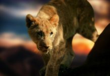 G Adventures launches leading-edge animal welfare policy leading-edge animal welfare