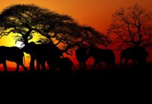 Poacher risk on the increase as SANParks use of technology leads to success Poacher risk