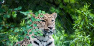 Africa Travel Week throws its support behind recent South Africa Environmental Affairs announcement that bans captive lion breeding