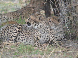 Cheetah
