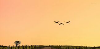 Stellenbosch Wins Big at the Eat Out Awards – Why This ‘Napa Valley’ of South Africa Is Your Next Holiday Win