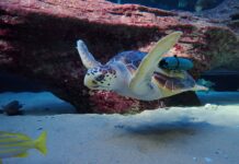 Morukuru Goodwill Foundation Deepens Longstanding Support for Sea Turtle Conservation with the Two Oceans Aquarium Foundation