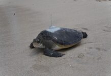 Two Oceans Aquarium celebrates another successful turtle release into De Hoop Marine Protected Area Two Oceans Aquarium Foundation