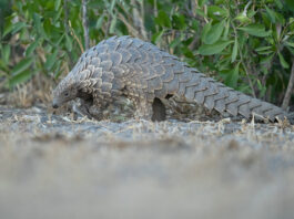Pangolin (c) Grant Atkinson