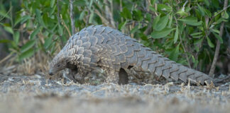 Pangolin.Africa Launches Campaign to Secure Emoji Recognition for World’s Most Trafficked Mammal Pangolin (c) Grant Atkinson