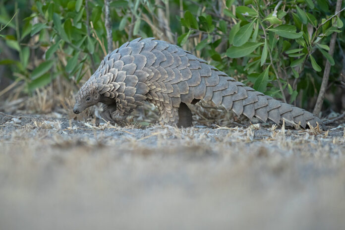 Pangolin (c) Grant Atkinson Pangolin (c) Grant Atkinson