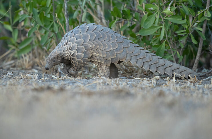 Pangolin (c) Grant Atkinson