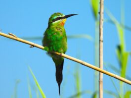 Ted-Floyd-Blue-cheeked-Bee-eater