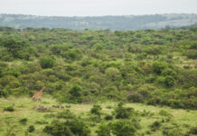 Beyond Green Celebrates Five Years of Impact and Relaunches I Prefer Points for Good South-Africa-Phinda-Reserve-Experience-landscape-view