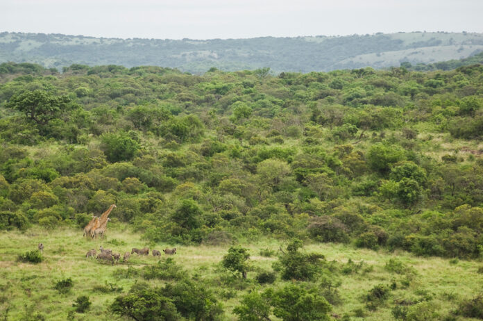 South-Africa-Phinda-Reserve-Experience-landscape-view South-Africa-Phinda-Reserve-Experience-landscape-view