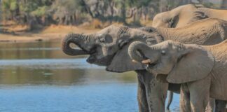 Safari season is back, but it’s different this year
